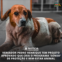 Vereador Pedro Henrique tem projeto aprovado que cria o Programa ‘Sonso’ de Proteção e Bem-Estar Animal